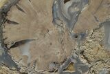 Wide, Petrified Wood (Schinoxylon) Limb - Blue Forest, Wyoming #222175-2